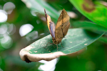 Kallima inachus, or dead leaf is the butterfly wings are shaped like a leaf