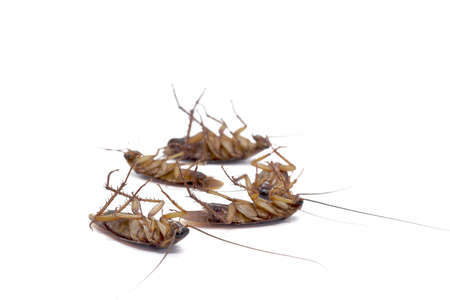 Cockroaches are carriers of the disease