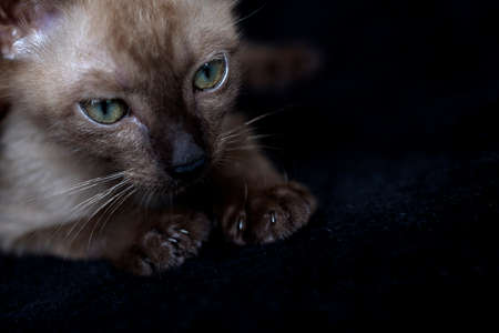 Selective focus kitten on black background.の写真素材