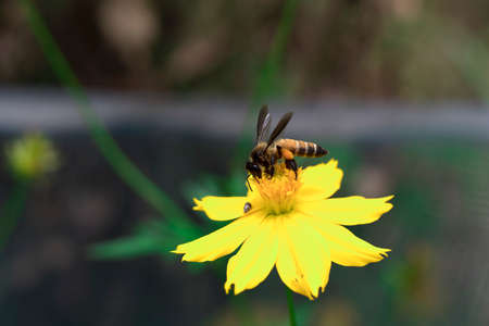 Focus on the bee on yellow flowers