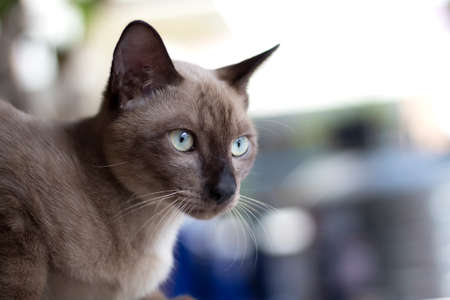 The cute cat is staring at the victimの写真素材