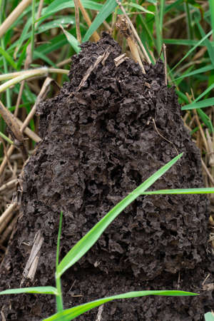 Termite mound in forest. Big termite mound in the jungle.