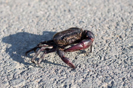 Freshwater crabs that live in rice,Fresh water paving walk on the road, rice field crab can be used...