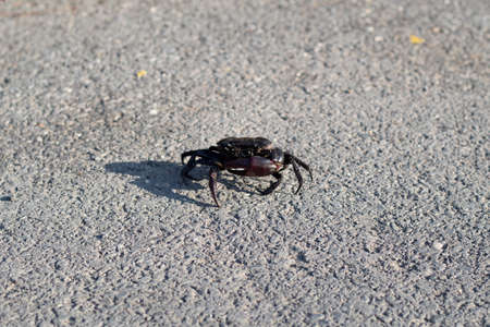 Freshwater crabs that live in rice,Fresh water paving walk on the road, rice field crab can be used as food for rural people.の写真素材