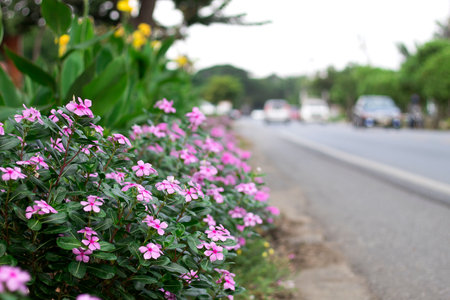 Pink flowers on the side of the road, Focus on shooting pink flowersの写真素材