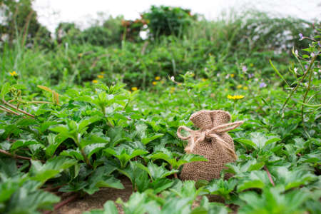Small linen bag, small sackcloth bag knotted with jute twineの写真素材