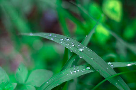 Water drops on green leaf on brue blackground,Rice leaves after rain. close-up macro.