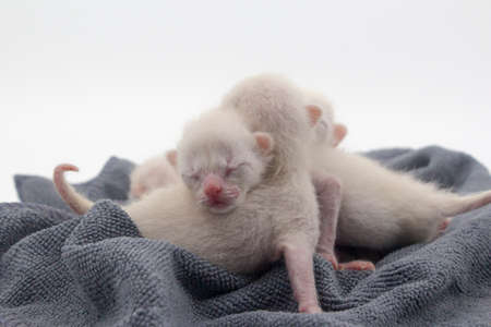 Newborn kittens learn to open their eyesの写真素材