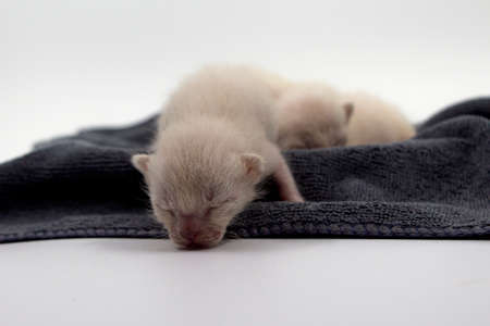 Newborn kittens learn to open their eyesの写真素材