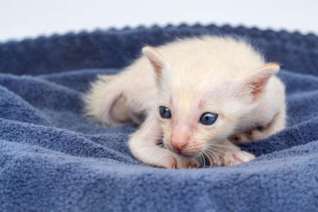 Newborn kittens learn to open their eyesの写真素材