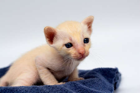Newborn kittens learn to open their eyesの写真素材