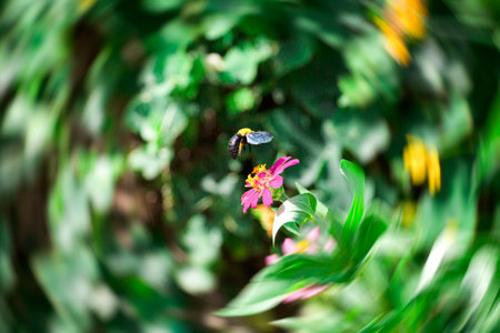 Focut Carpenter bees  Flower and bee,   Focus on the Carpenter bees on yellow flowers.