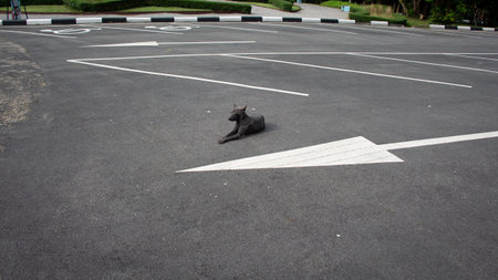 A dog trying to imitate an arrow pointing the wayの写真素材