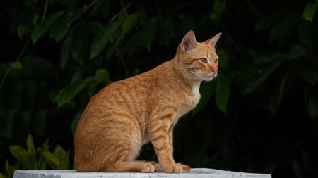 Cute red street cat lies on concrete parapet and blurred background with leafの写真素材