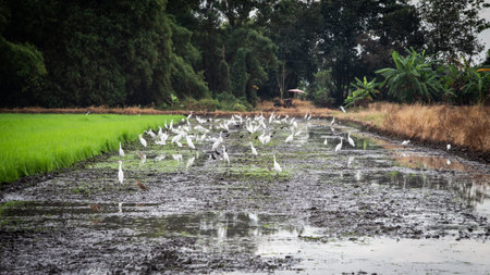 Flock of birds come to live by the farmers prepare the land for farming.の写真素材