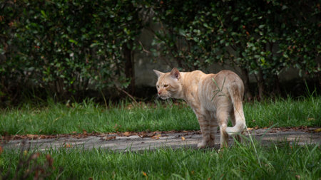 Cute red street cat walking in green grassの写真素材