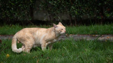 Cute red street cat walking in green grassの写真素材