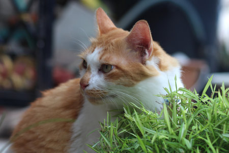 Orange cat likes to eat Bamboo Plants..の写真素材