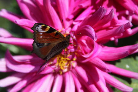 butterfly and flowerの写真素材