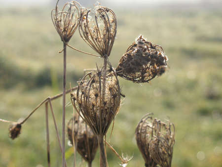 autumn flowersの写真素材