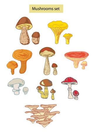 mushrooms set hand drawn illustrationsのイラスト素材
