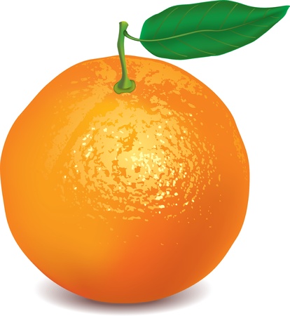 orange isolated on white photo-realistic vector illustrationのイラスト素材