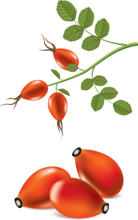 rose hips and briar branch isolated on white photo-realistic のイラスト素材