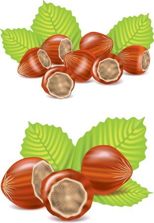 hazelnut isolated on white photo-realistic illustrationの写真素材