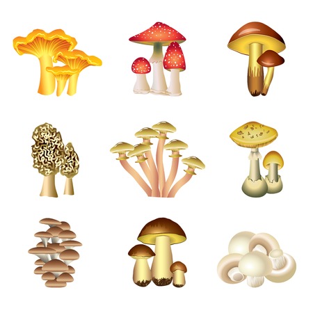 Popular mushrooms isolated on white photo realistic collectionのイラスト素材