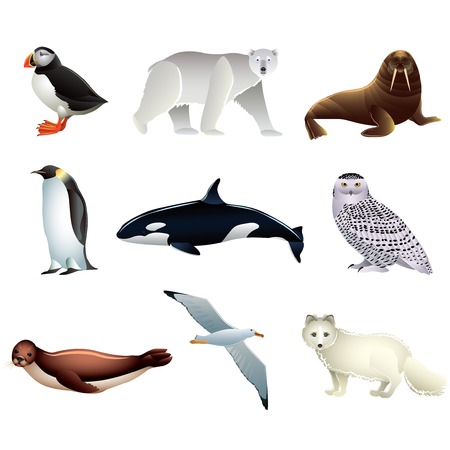 Popular Arctic animals high detailed vector collectionのイラスト素材