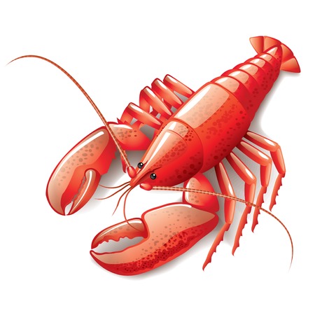 Cooked lobster isolated on white photo-realistic vector illustrationのイラスト素材