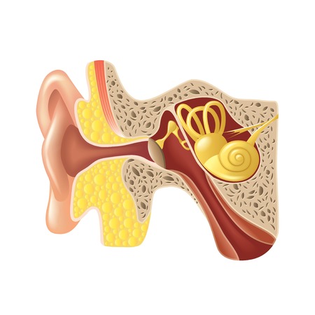 Ear anatomy isolated on white photo-realistic vector illustrationのイラスト素材