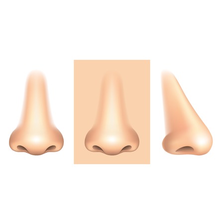 Nose isolated on white photo-realistic vector illustrationのイラスト素材