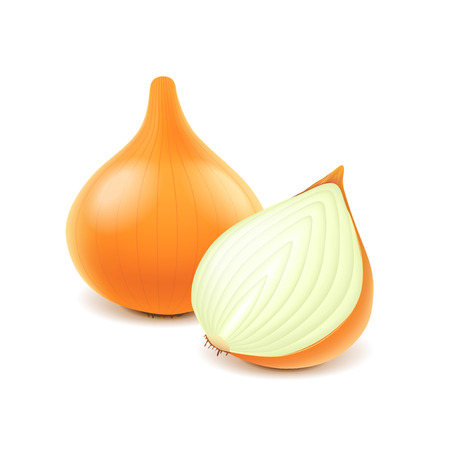 Onion and slice isolated on white photo-realistic vector illustrationのイラスト素材