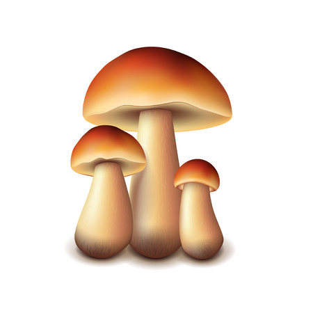 Forest mushrooms isolated on white photo-realistic vector illustrationのイラスト素材