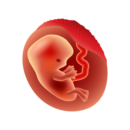 Second month of pregnancy fetus isolated photo-realistic vector illustrationのイラスト素材