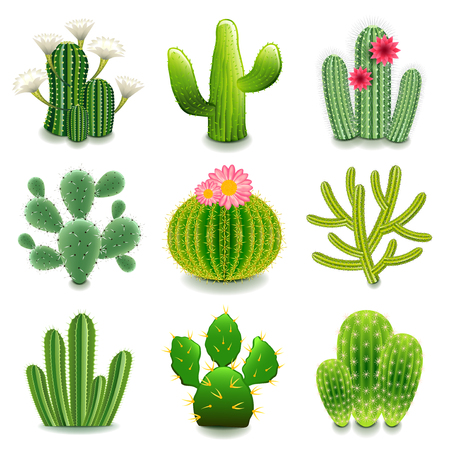 Cactus icons detailed photo realistic setのイラスト素材
