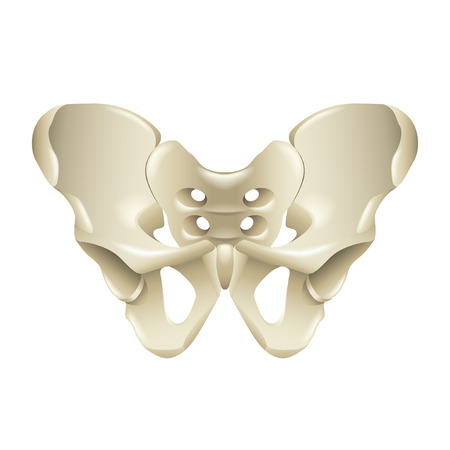 Pelvis bone isolated on white vector illustrationのイラスト素材