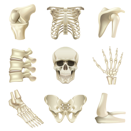 Human bones icons detailedのイラスト素材