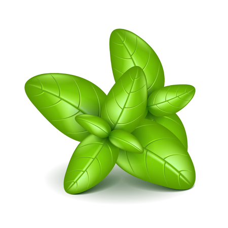 Basil leaves isolated on white photo-realistic vector illustrationのイラスト素材