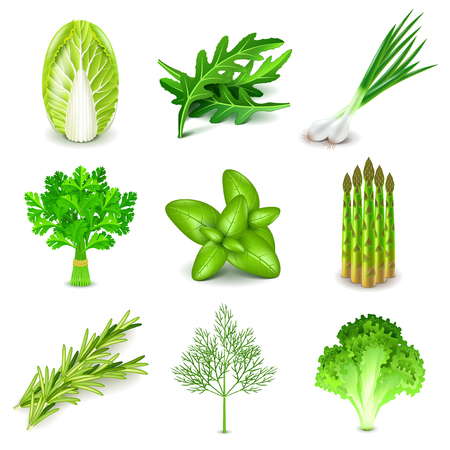 Green vegetables and spices icons detailed photo realistic vector setのイラスト素材