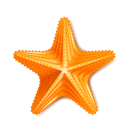 Starfish isolated on white photoのイラスト素材