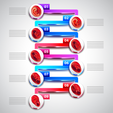 Pregnancy infographics with fetus development by months in circles on white backgroundのイラスト素材