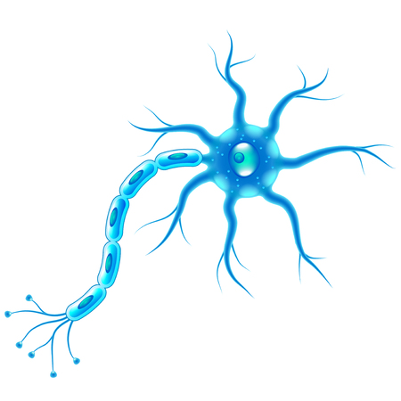Nerve cells isolated on white photo realistic vector illustrationのイラスト素材