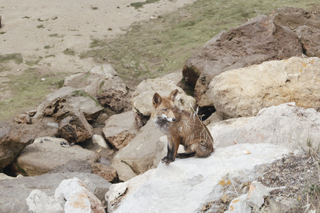 red fox sitting on a rock of the estuary of the guadiana river contemplating the landscapeの写真素材
