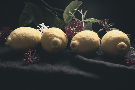Freshly picked lemons with floral decorations and lemon leaves and branchesの写真素材