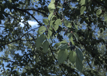 branches of morality with a few blackberries mature