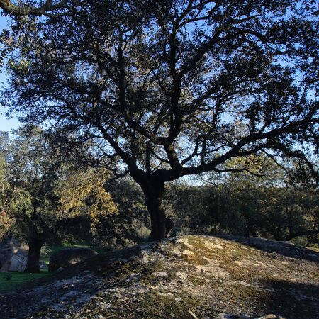 a holm oak seen from the shadow that is completely blackの写真素材