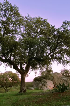 an oak next to some fields with clear skies and magenta tones