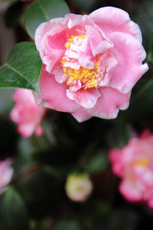 view of a camellia plant where most of its flowers have bloomedの写真素材